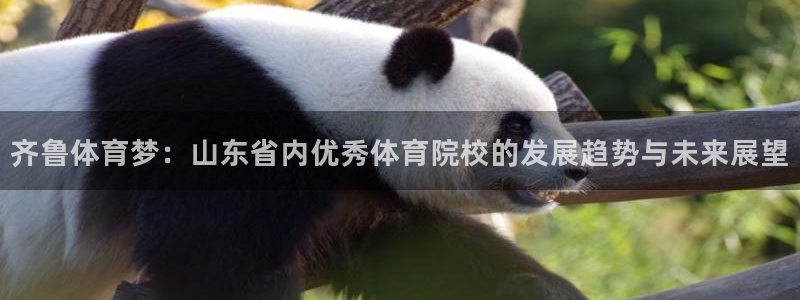 3377体育官方正版app五金厂：齐鲁体育梦：山东省内优秀体