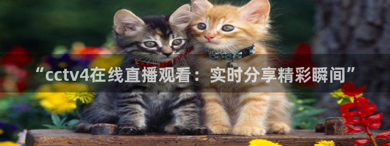 河豚河豚：“cctv4在线直播观看：实时分享精彩瞬间”
