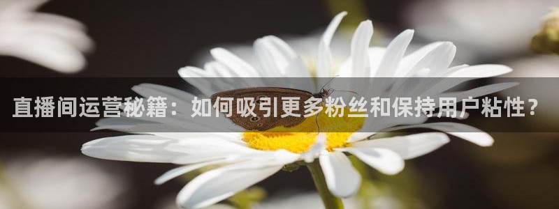 河豚直播nba