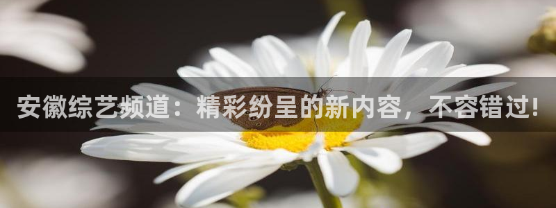 河豚直播nba